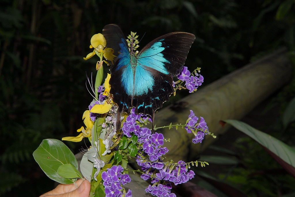 0665 Butterfly Sanctuary Kuranda.jpg